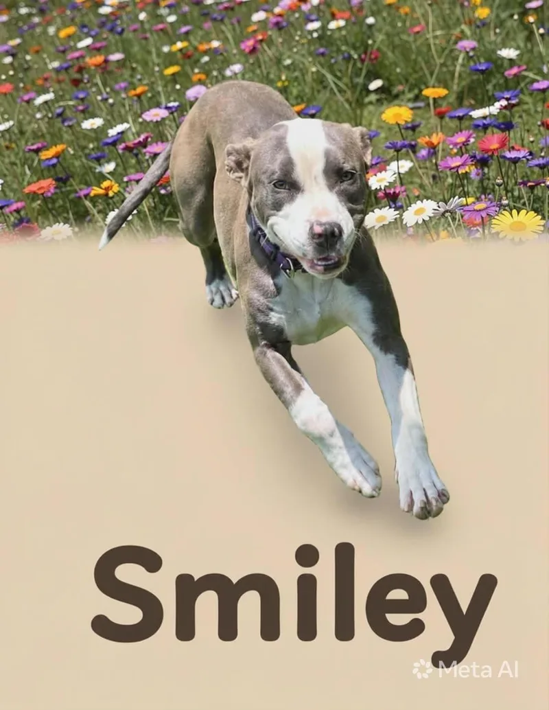 A young medium-sized male Pit Bull Terrier dog named Smiley for adoption in Zimmerman, MN