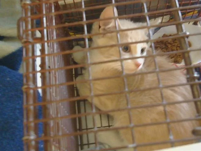 A baby small-sized male Domestic Short Hair cat named Comanche for adoption in Sacramento, CA