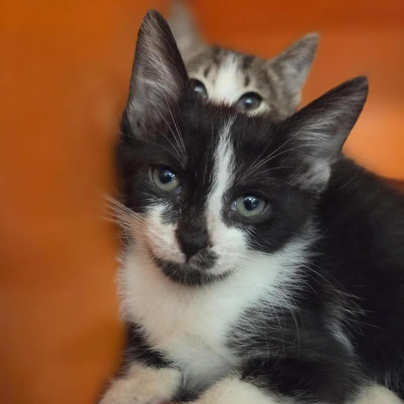 A baby small-sized female Black Domestic Short Hair cat named Stark for adoption in Houston, TX