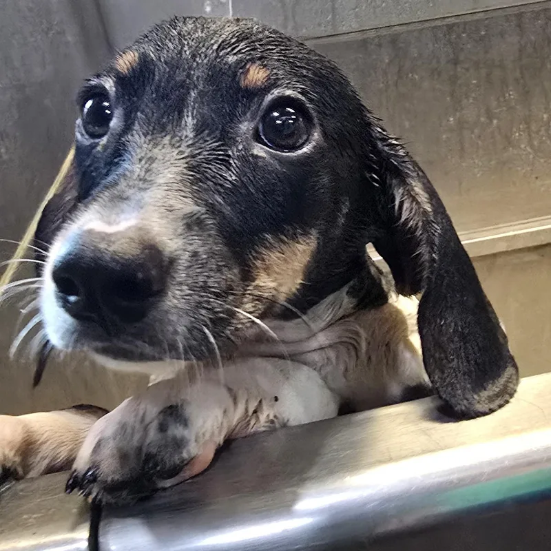 A baby small-sized male Tricolor (Brown, Black, & White) Miniature Dachshund dog named RayBan for adoption in Athens, AL
