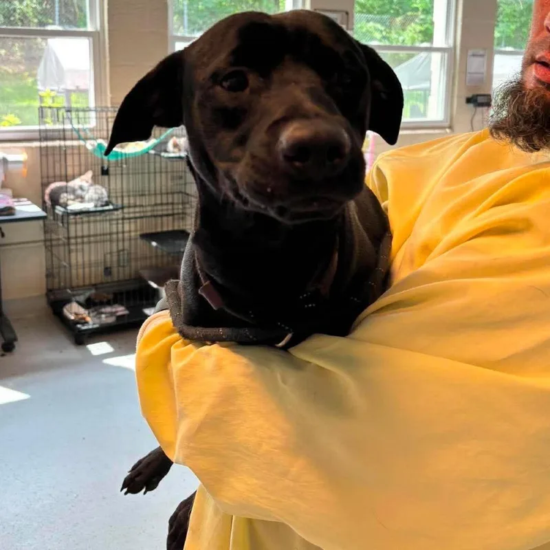 A young small-sized male Black Mixed Breed dog named Taz for adoption in Huntington, WV