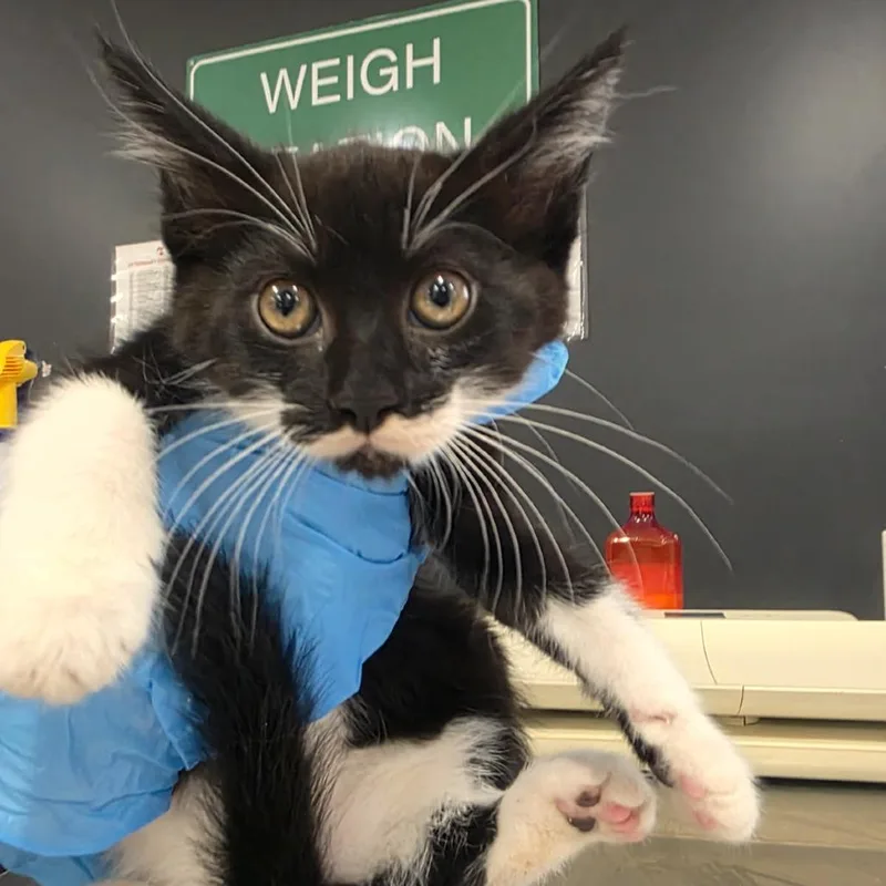 A baby small-sized male Black Domestic Medium Hair cat named Apples for adoption in Livingston, TX