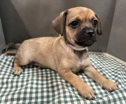 A baby small-sized female Mixed Breed dog named Jupiter for adoption in Pleasanton, CA