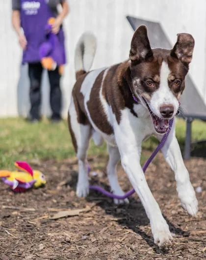 An adult large-sized male Mixed Breed dog named Carlos for adoption in Chamblee, GA