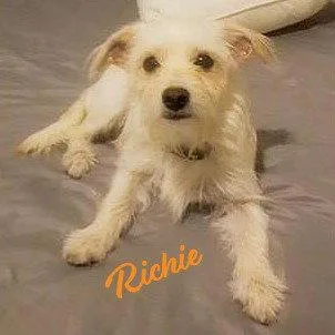 A young small-sized male Norfolk Terrier dog named Richie Foundonaisle for adoption in Houston, TX