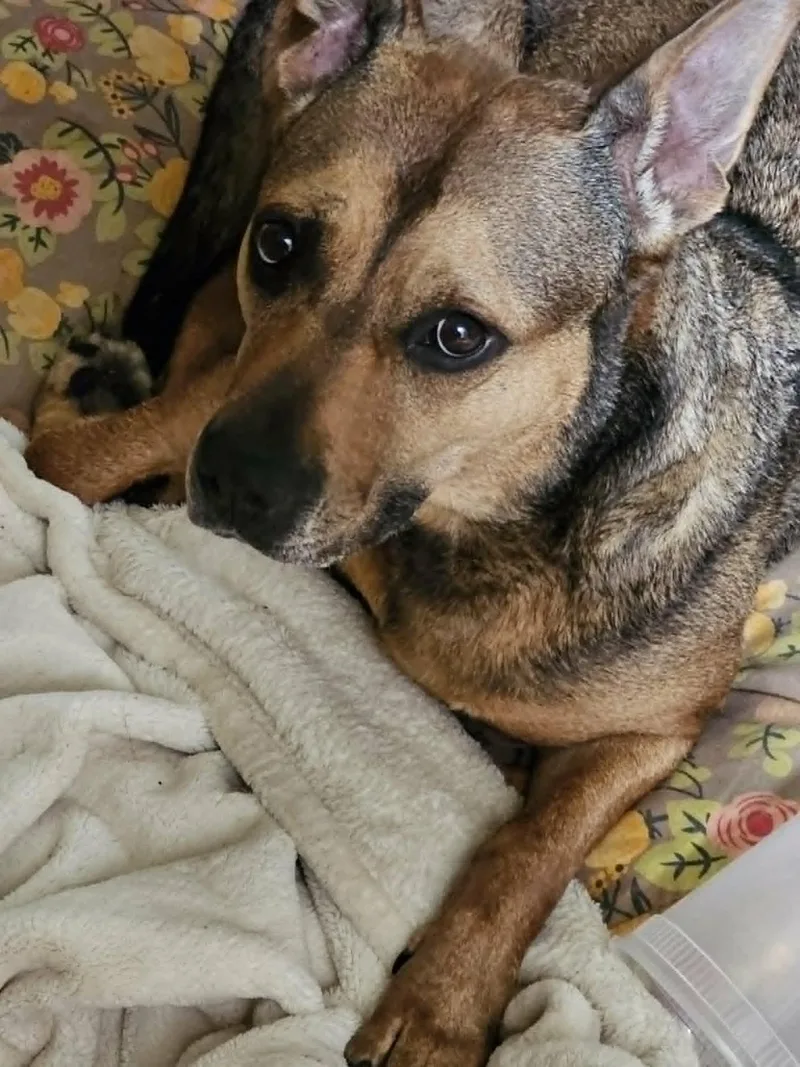 An adult medium-sized female Tricolor (Brown, Black, & White) German Shepherd Dog dog named Bella for adoption in New York, NY
