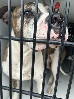 An adult medium-sized male Pit Bull Terrier dog named Papa Johns for adoption in Atlanta, GA