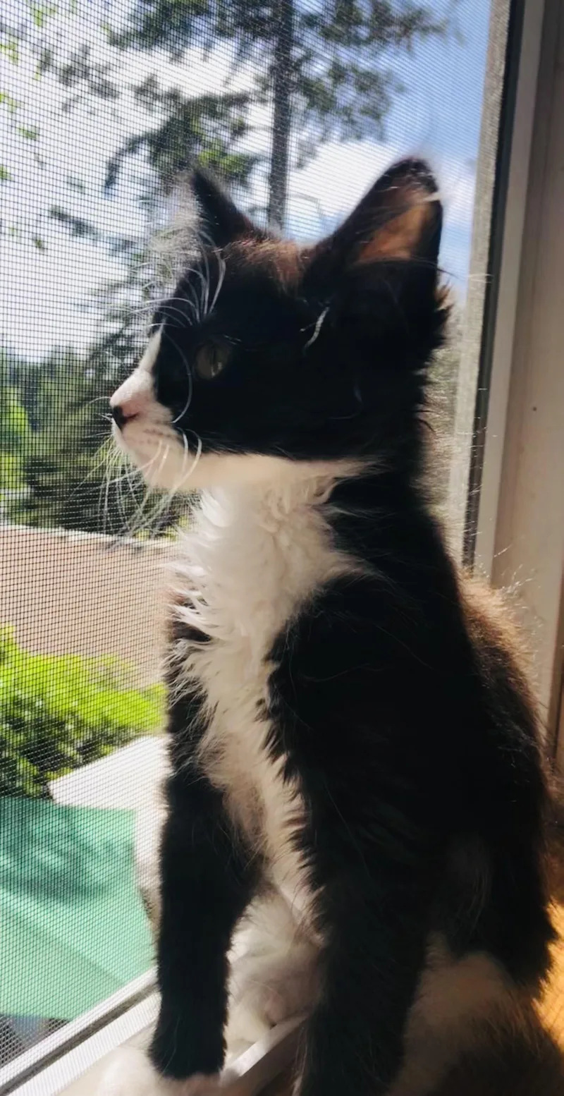 A baby medium-sized female Black Domestic Medium Hair cat named Gracie Bonded To Frankie for adoption in Portland, OR