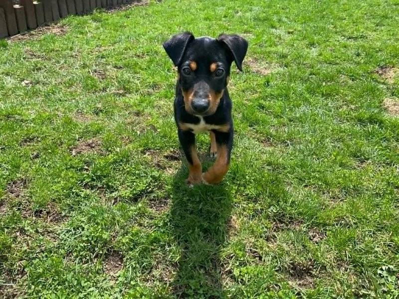 A baby medium-sized female Mixed Breed dog named Miley for adoption in Sprakers, NY