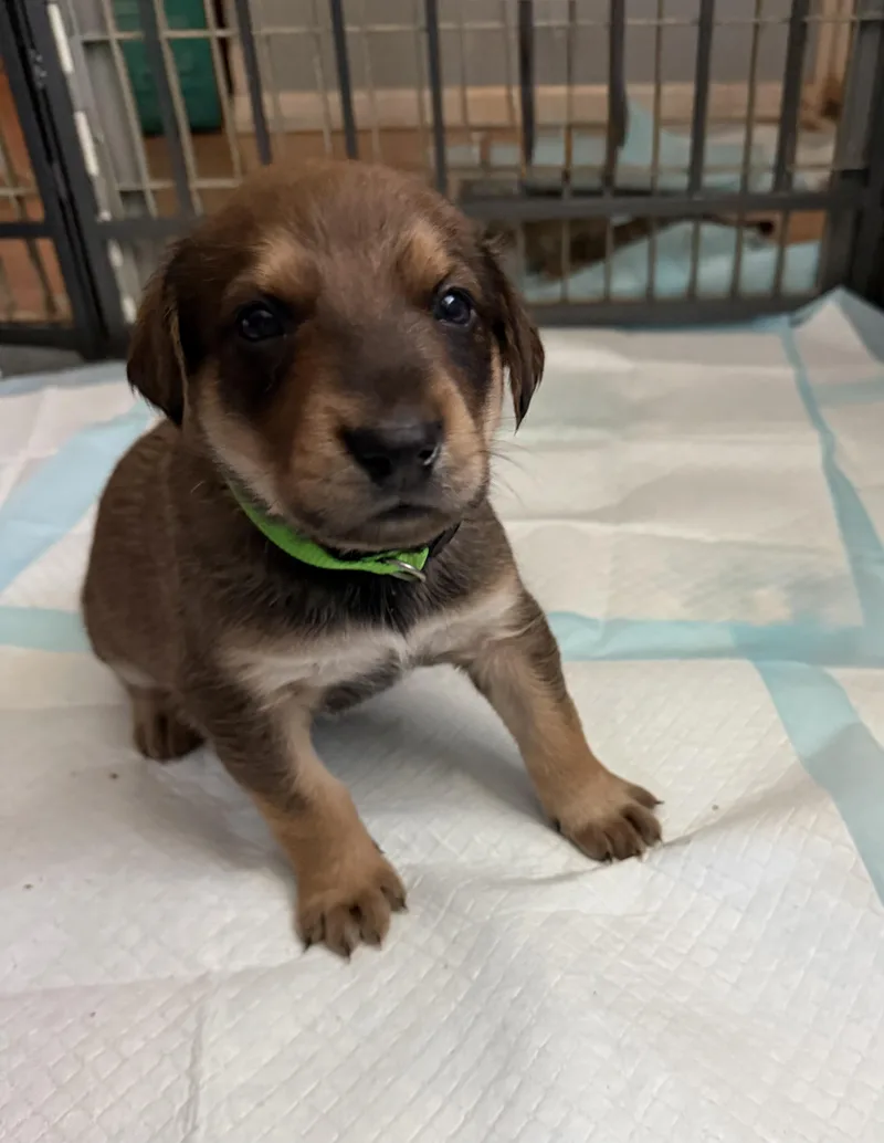 A baby large-sized male German Shepherd Dog dog named Toad for adoption in Pflugerville, TX