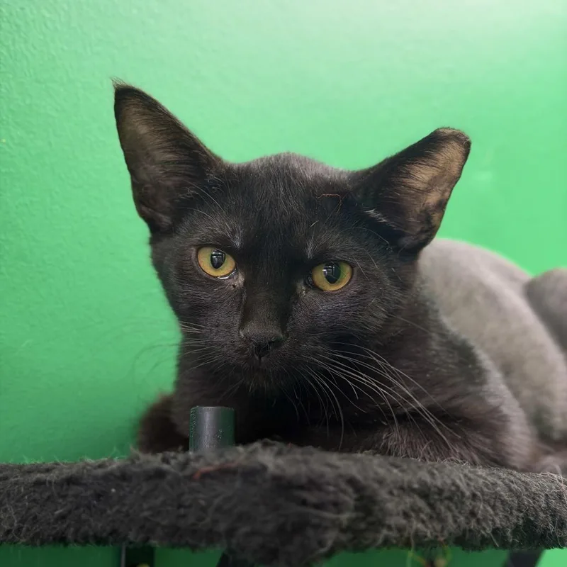 A baby small-sized male Black Domestic Short Hair cat named Mr. Potato Head for adoption in Dayton, OH