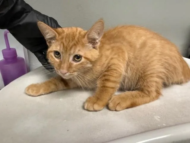 A baby small-sized male Domestic Short Hair cat named Prince Hans for adoption in Antioch, CA