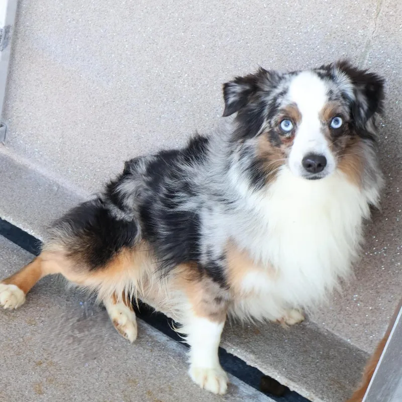 An adult small-sized male Gray / Blue / Silver Australian Shepherd dog named Sheepherd for adoption in Northbrook, IL