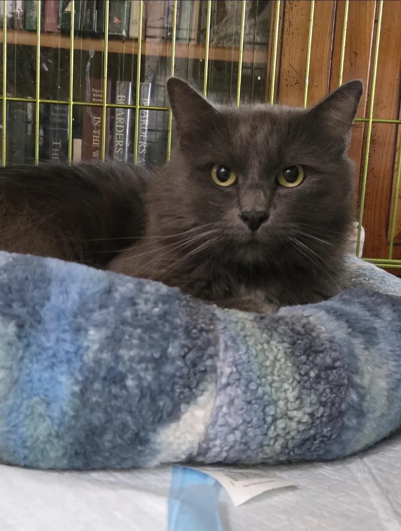 An adult medium-sized male Domestic Medium Hair cat named Finnlay for adoption in Oceanside, CA