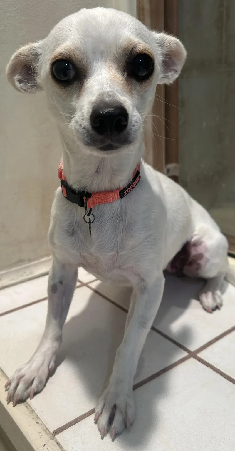 A young small-sized female White / Cream Chihuahua dog named Marsha for adoption in El Cajon, CA