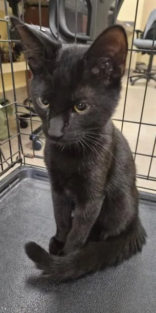 A young small-sized male Domestic Short Hair cat named Billy Bob for adoption in Fort Myers, FL