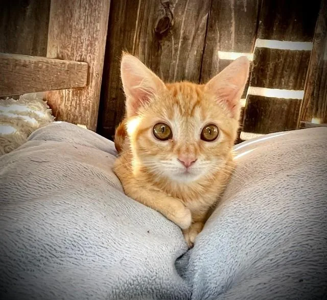 Ginger