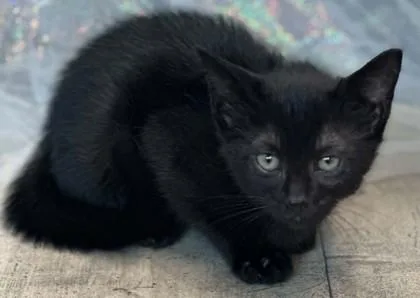 An adult small-sized female Domestic Short Hair cat named Haven for adoption in Shreveport, LA