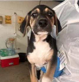 A baby medium-sized female Mixed Breed dog named Prada for adoption in West Chester, PA