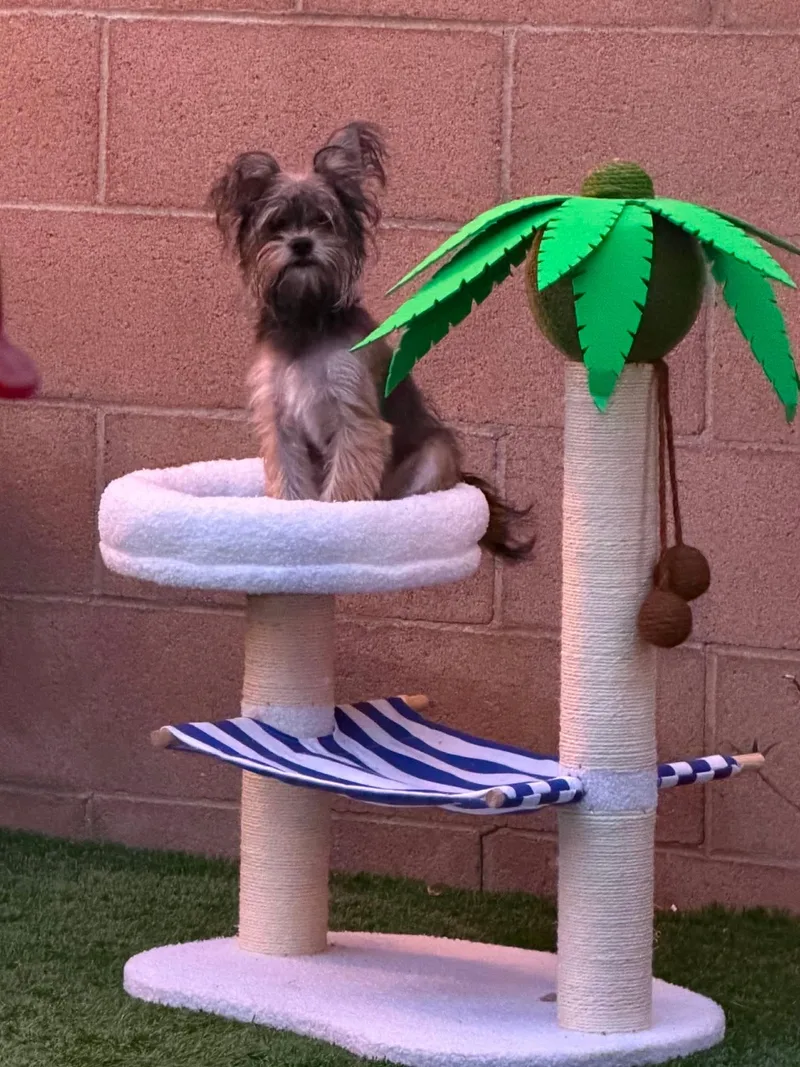 A baby small-sized male Yorkshire Terrier dog named Riot for adoption in Mission Viejo, CA