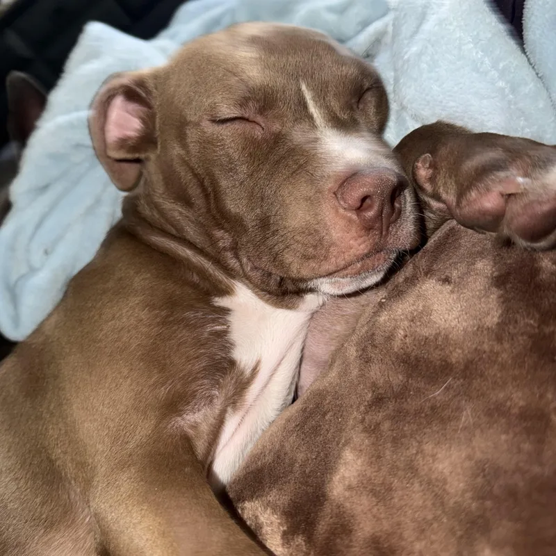 A baby medium-sized female Mixed Breed dog named Kit for adoption in Tampa, FL