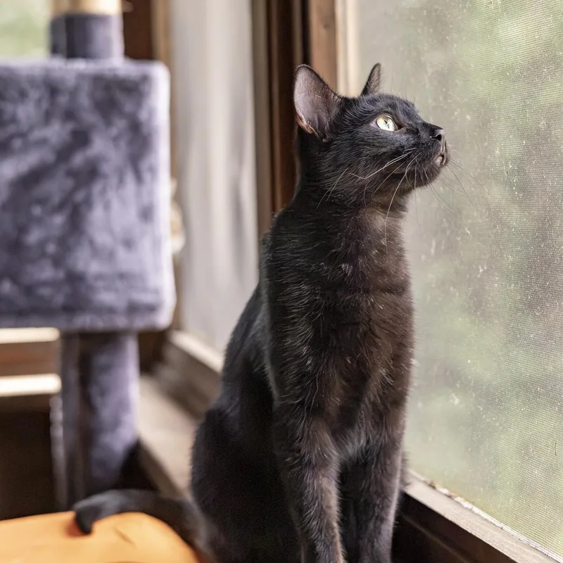 An adult medium-sized female Domestic Short Hair cat named Valkyrie for adoption in Lone rock, WI