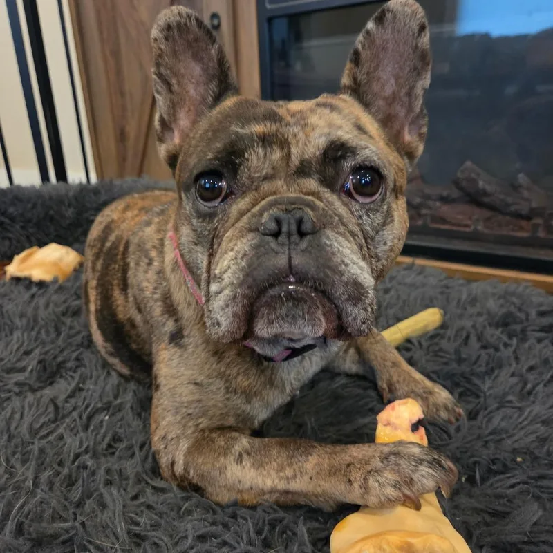 An adult medium-sized female Gray / Blue / Silver French Bulldog dog named Ella for adoption in Pacifica, CA