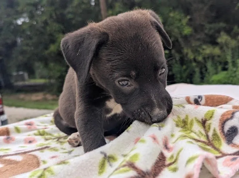 Beau