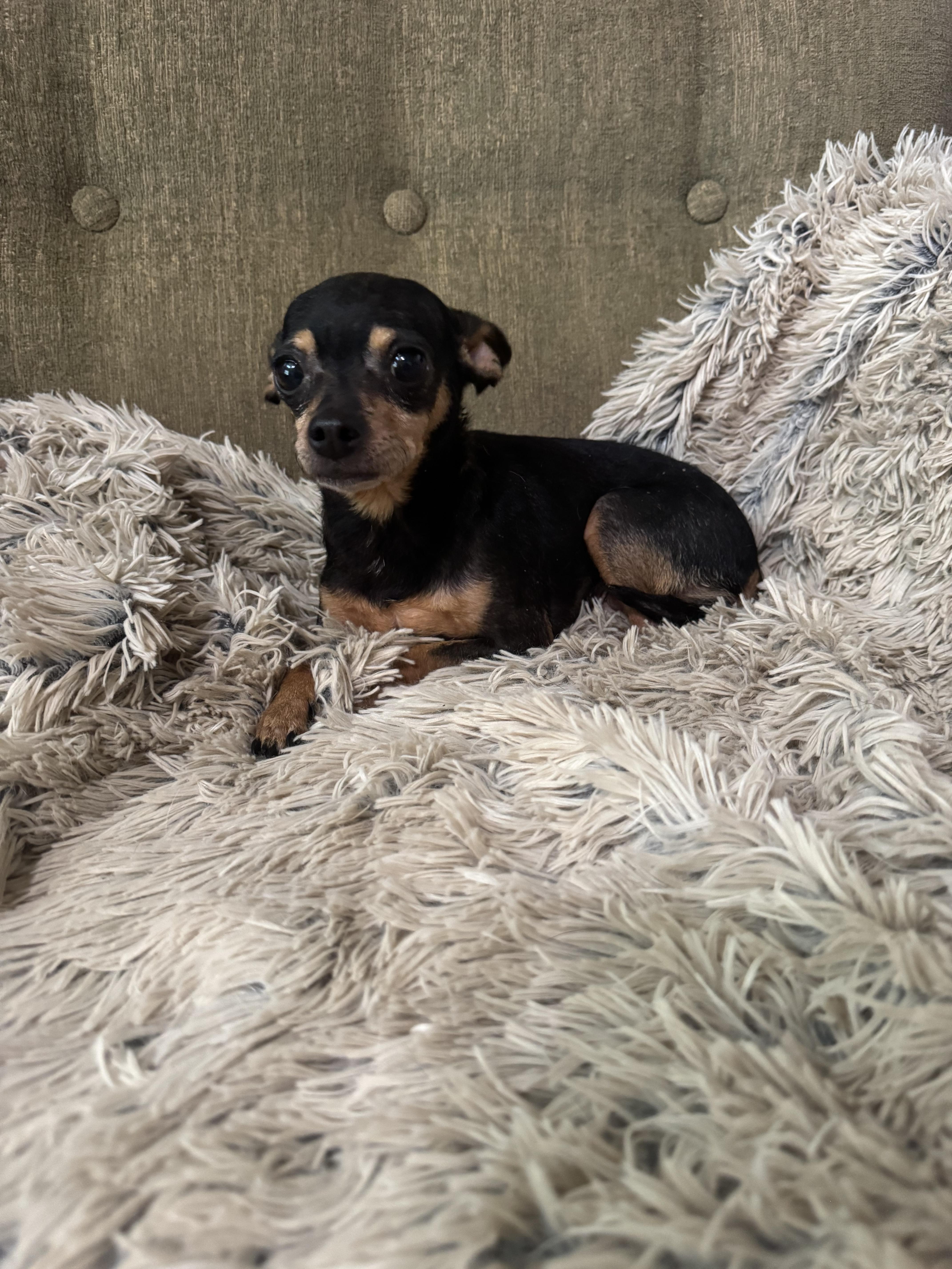 An adult small-sized female Chihuahua dog named Martini for adoption in Richmond, KY