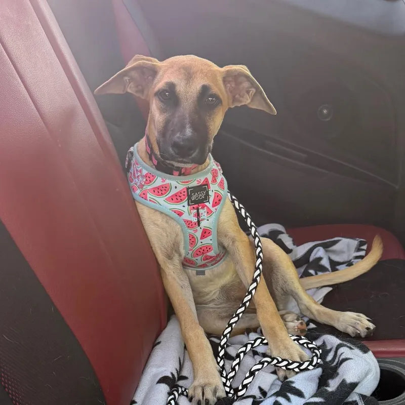 A baby small-sized female Yellow / Tan / Blond / Fawn Black Mouth Cur dog named Roo for adoption in Marshall, TX