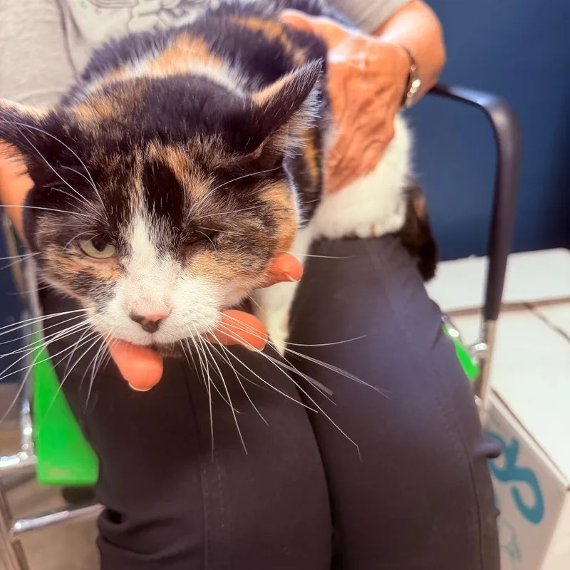 An adult small-sized female Calico Domestic Short Hair cat named Kay for adoption in Jasper, IN