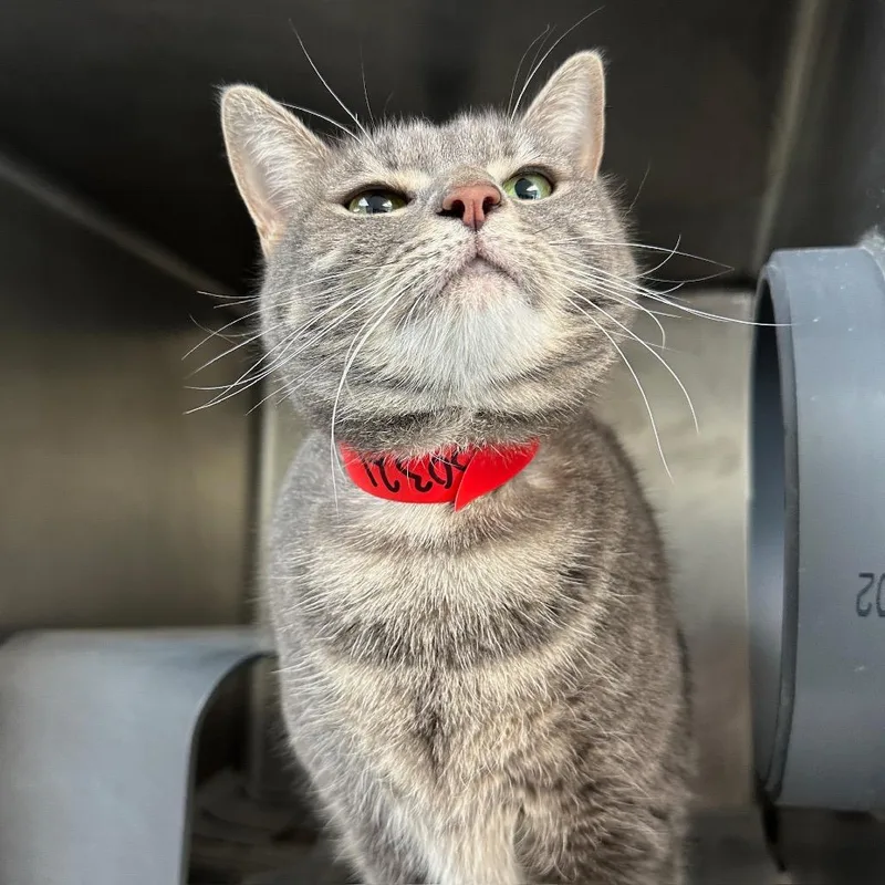 An adult large-sized female Gray / Blue / Silver Domestic Short Hair cat named Cupcake for adoption in Chicago, IL