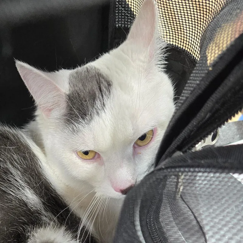 An adult medium-sized male White Domestic Short Hair cat named Quay for adoption in Newark, NJ