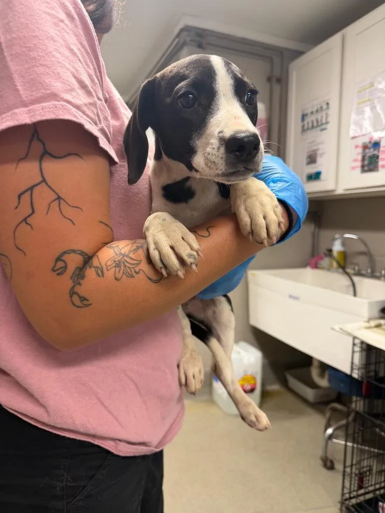 A baby small-sized female Pointer dog named Peely for adoption in Hopkinsville, KY