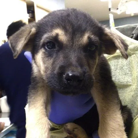 A young small-sized male German Shepherd Dog dog named Rain for adoption in Riverside, CA