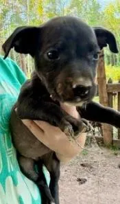 A baby medium-sized female Mixed Breed dog named Rose for adoption in West Chester, PA