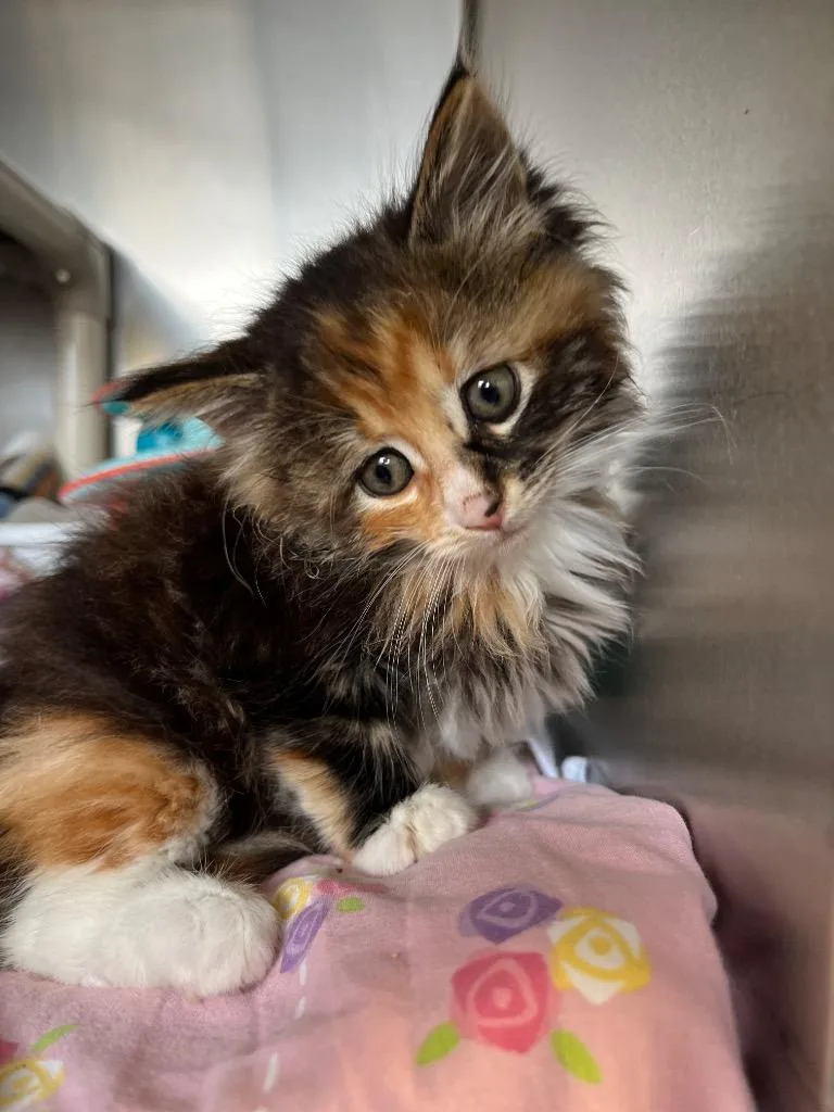 A baby medium-sized female Domestic Medium Hair cat named Lady Tremaine for adoption in Pomona, NY
