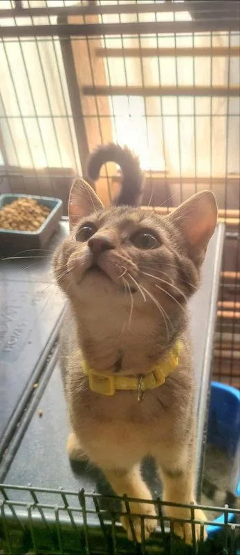 A young medium-sized female Tabby cat named Pearl for adoption in Georgetown, KY