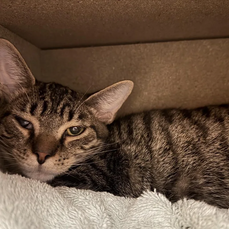 A young medium-sized male Tabby (Brown / Chocolate) Domestic Short Hair cat named Dino for adoption in Circleville, OH