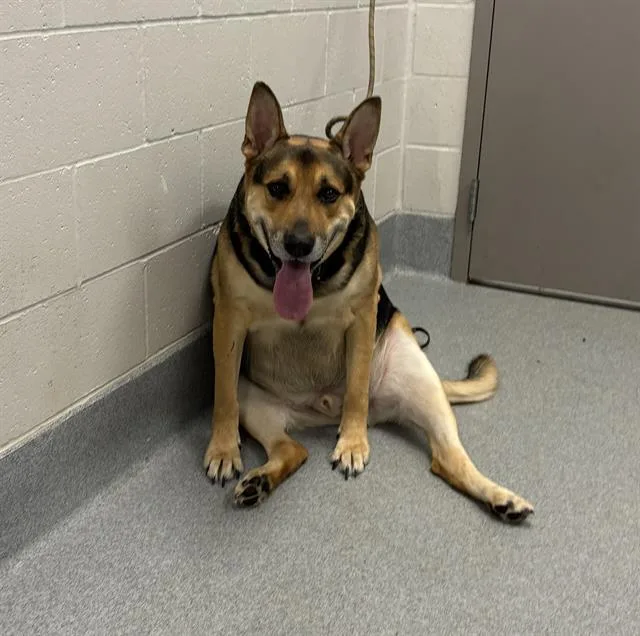 An adult extra large-sized male German Shepherd Dog dog named Duke for adoption in Indianapolis, IN