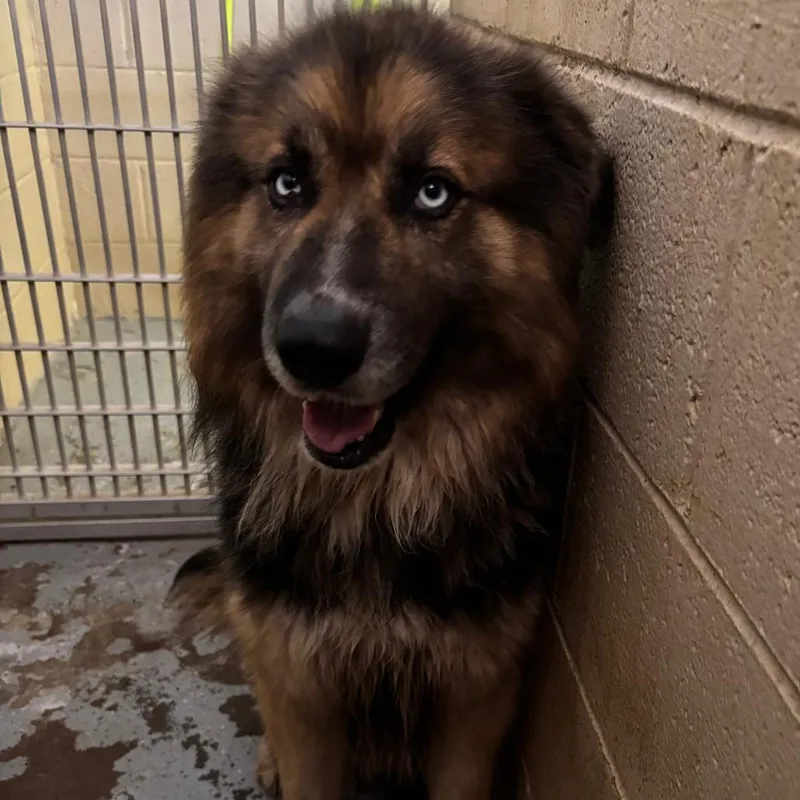 An adult small-sized male Brown / Chocolate Alaskan Malamute dog named Elvis for adoption in Douglas, AZ