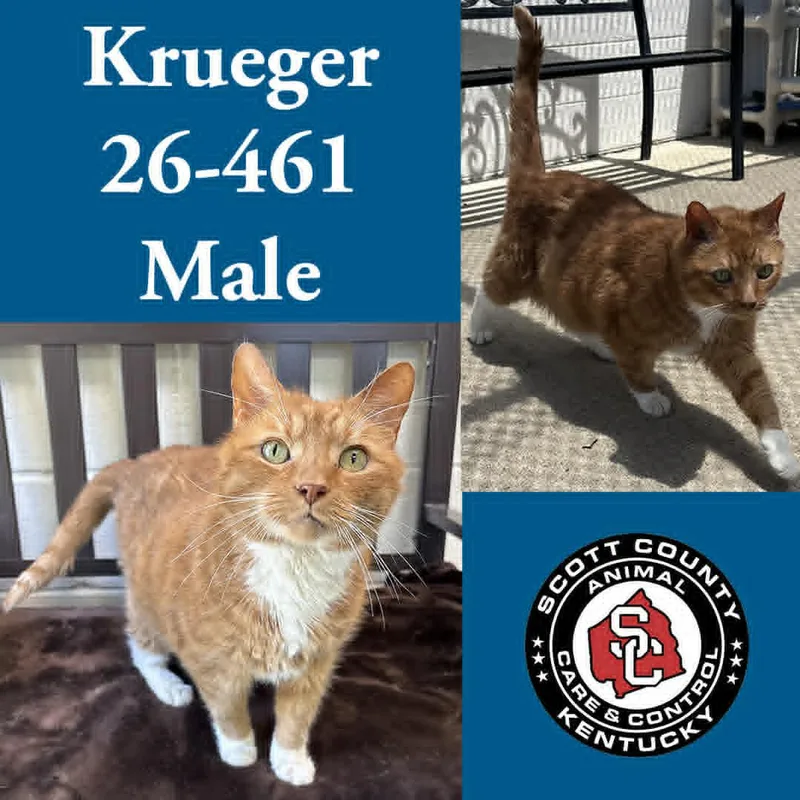 A senior small-sized male Orange & White Domestic Short Hair cat named Krueger for adoption in Georgetown, KY