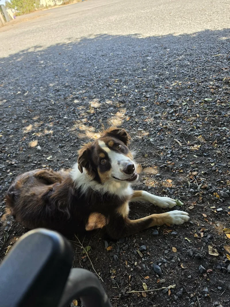 A young medium-sized male Red / Chestnut / Orange Australian Shepherd dog named Buddy for adoption in Bend, OR