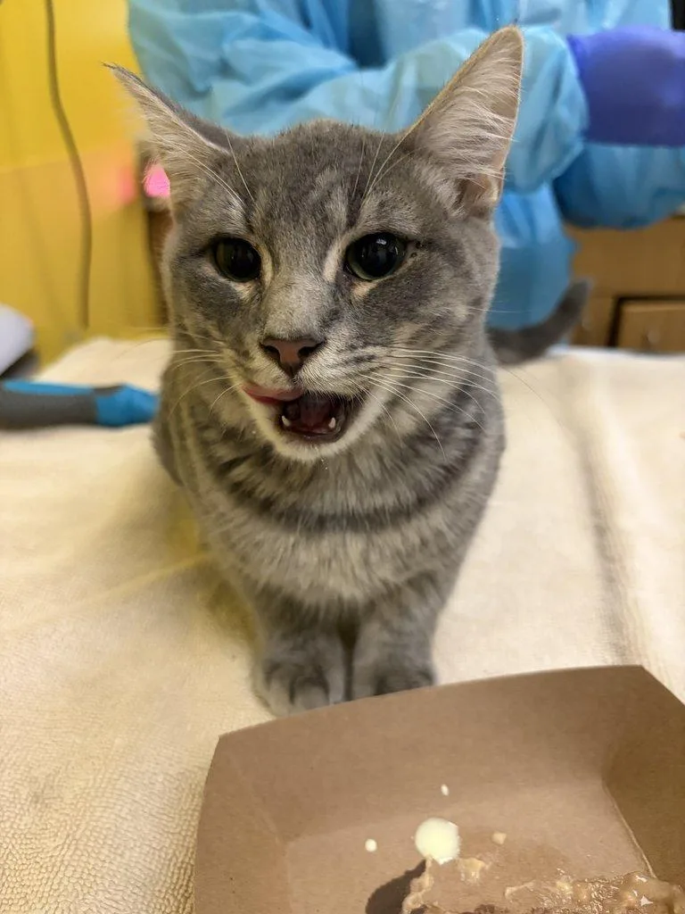 A baby small-sized male Tabby (Gray / Blue / Silver) Domestic Short Hair cat named Percy for adoption in Raleigh, NC