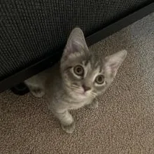A baby medium-sized male Tabby (Gray / Blue / Silver) Domestic Short Hair cat named Shamus for adoption in Mokena, IL