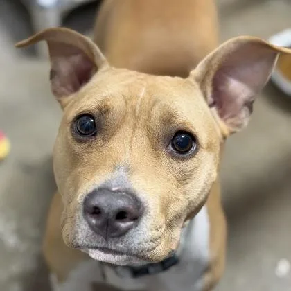 A young large-sized female Yellow / Tan / Blond / Fawn Pit Bull Terrier dog named Gigi for adoption in Sacramento, CA