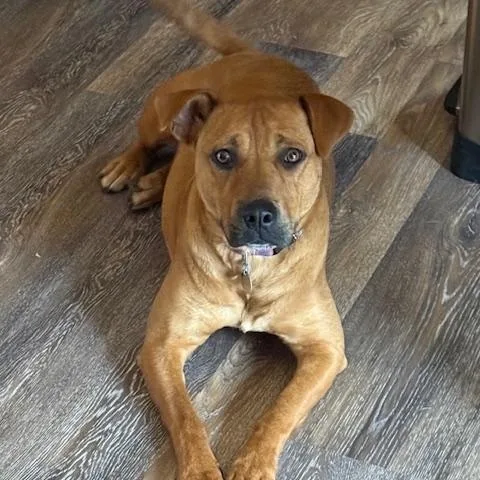 An adult medium-sized female Yellow / Tan / Blond / Fawn Yellow Labrador Retriever dog named Georgia for adoption in White Bear Lake, MN