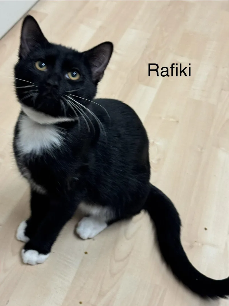 An adult medium-sized male Black & White / Tuxedo Domestic Short Hair cat named Rafiki for adoption in Herndon, VA