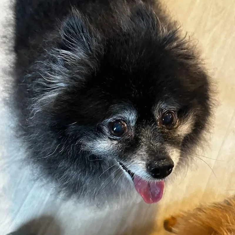 A senior small-sized female Pomeranian dog named Jazzy for adoption in Severn, MD