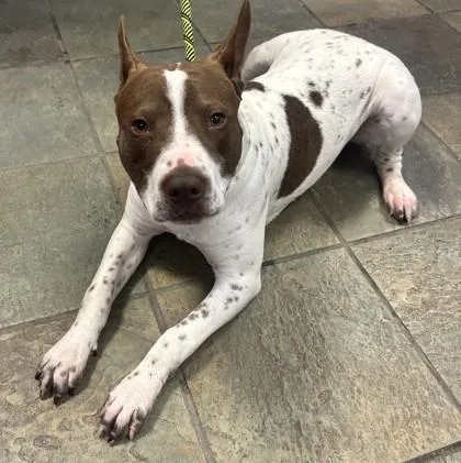 A baby medium-sized male Brown / Chocolate Pit Bull Terrier dog named Lubbock for adoption in El Paso, TX